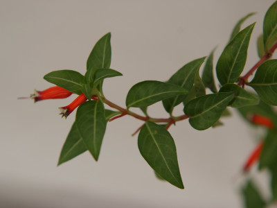 시가플라워 사진 - cigar-flower Photos