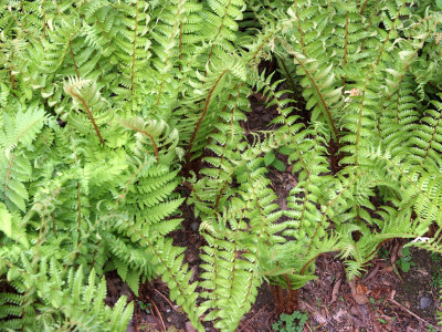 관중 사진 - Dryopteris crassirhizoma Photos