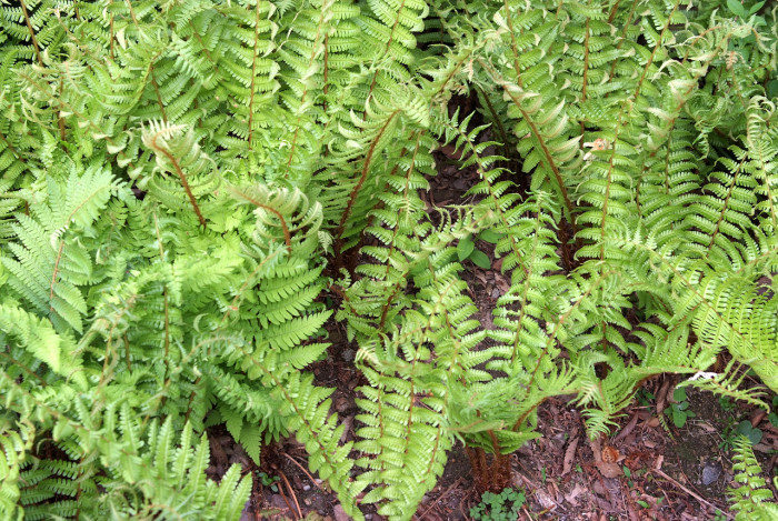 관중 - Rock  fern, Dryopteris crassirhizoma