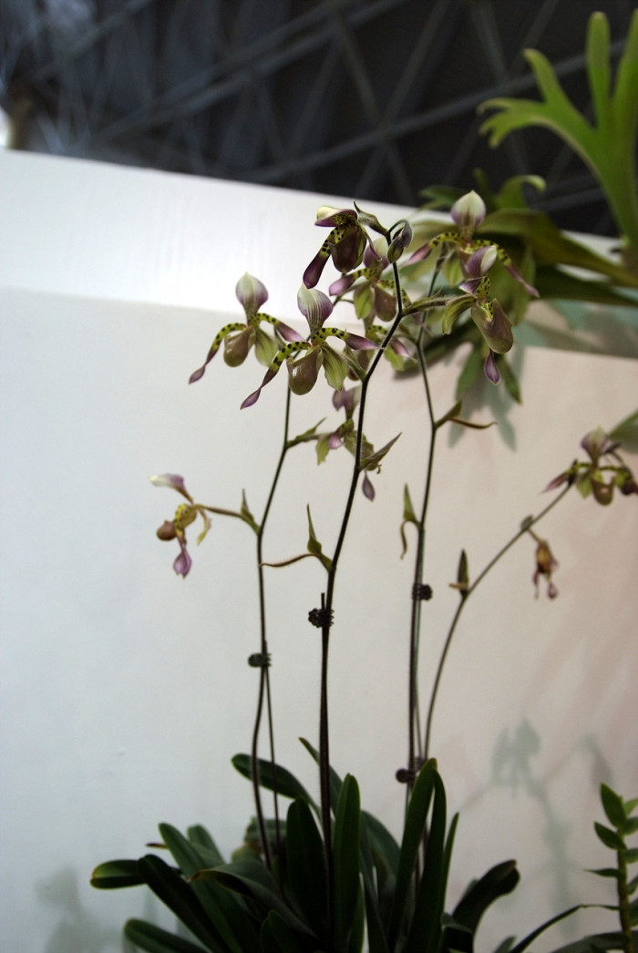 파피오페딜럼 - Papihopedilum pinochio, Paphiopedilum hybrids
