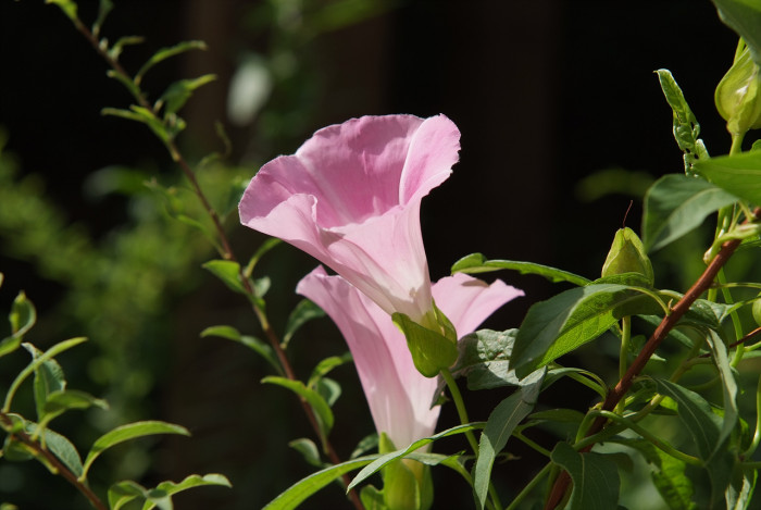 메꽃 - Morning Glory, Calystegia japonica