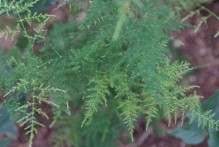 아스파라거스 - Asparagus officinalis L.