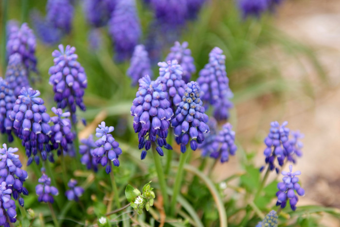 무스카리 - blue grape hyacinth, Muscari armeniacum.