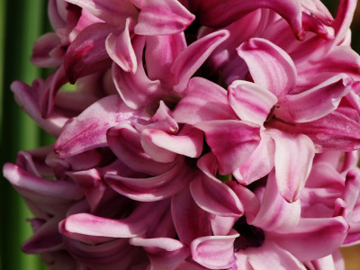 히아신스 사진 - Hyacinthus orientalis L. Photos