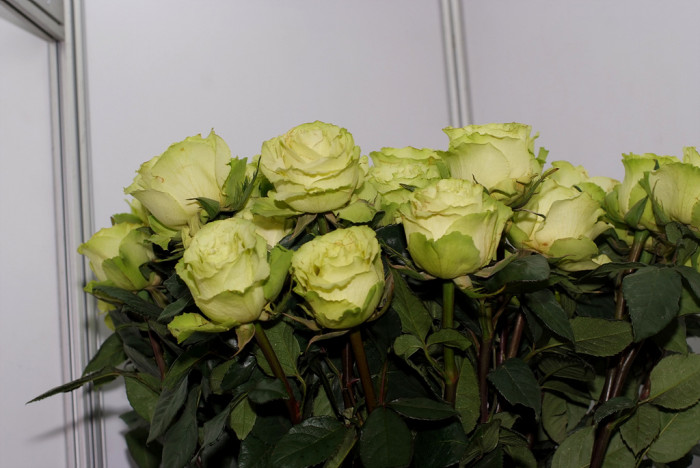 장미 - Rose, Rosa hybrida