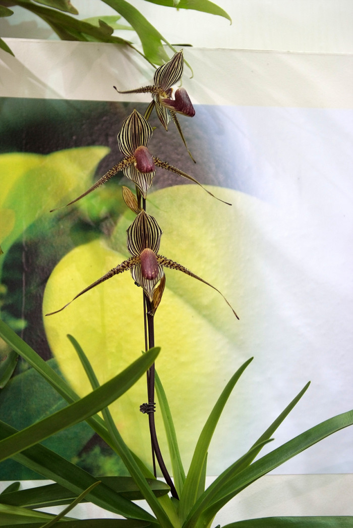 파피오페딜럼 - Papihopedilum pinochio, Paphiopedilum hybrids