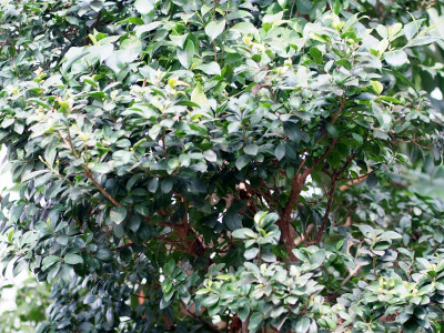 판다고무나무 사진 - Ficus retusa Panda Photos