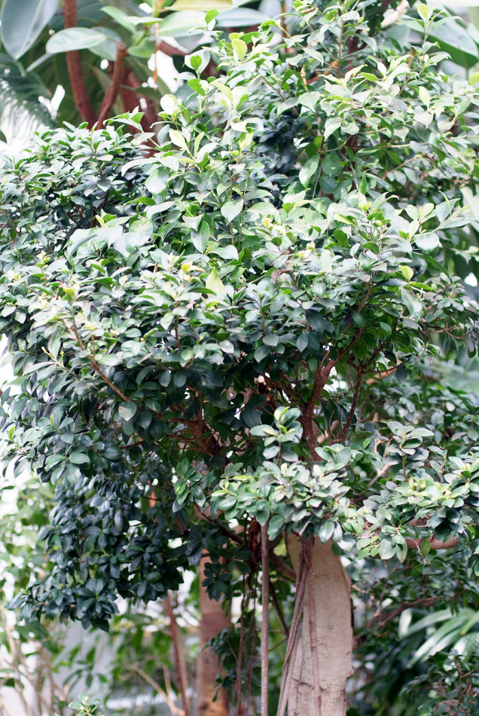 판다고무나무 - 펜더고무나무, Ficus retusa Panda