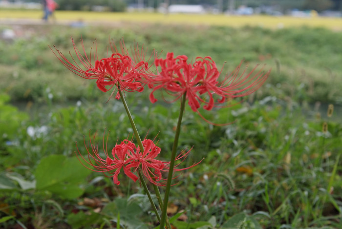 석산 - red spider lily, Lycoris radiata