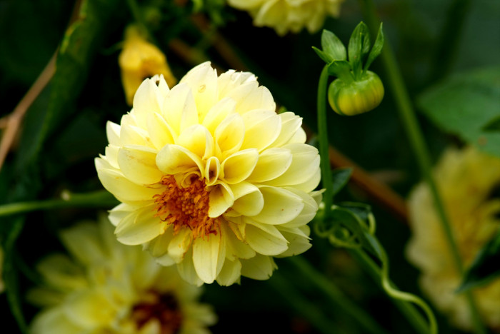 다알리아 - YELLOw BAIRD, Dahlia pinnata Cav.
