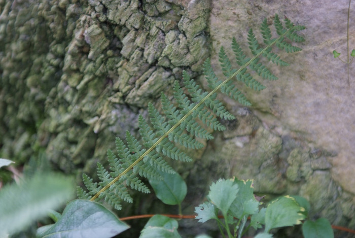 주저리고사리 - Dryopteris fragrans (L.) Schott