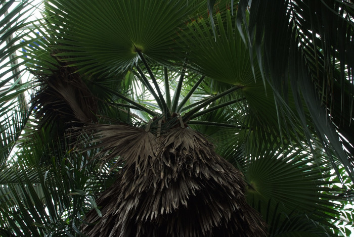 워싱턴야자 - Washington palm, California Fan Palm, Washingtonia filifera