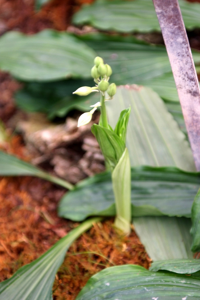 새우난초 - Calanthe discolor Lindl.