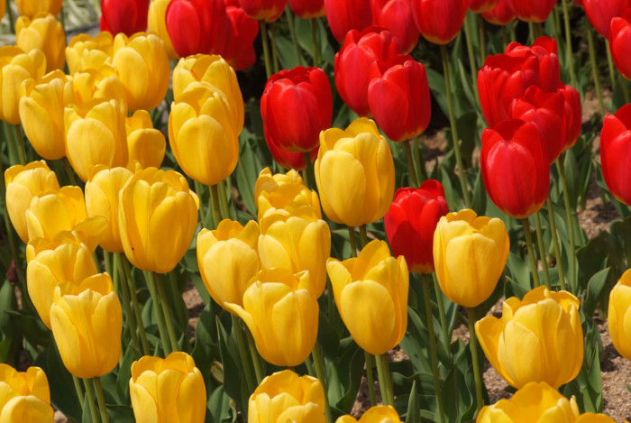 튤립 - Tulip, Tulipa gesneriana