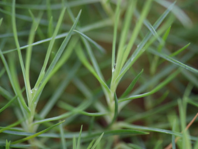 상록패랭이 사진 - Dianthus chinensis Photos