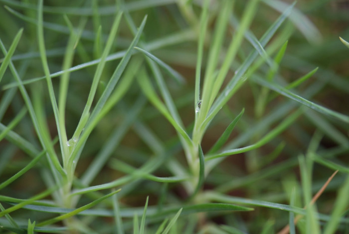 상록패랭이 - Dianthus chinensis