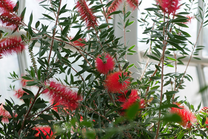 병솔나무 - Bottlebrush, Callistemon lanceolatus