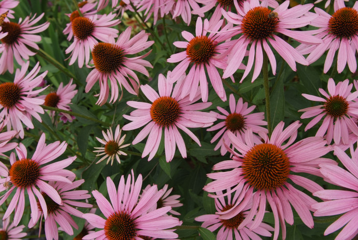 에키네시아 - eastern purple coneflower, hedgehog coneflower, purple coneflower, Echinacea purpurea