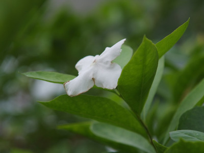 브룬펠시아 사진 - Brunfelsia pauciflora Photos