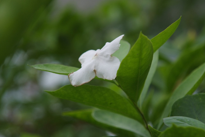 브룬펠시아 - Marning-Moon and night, Brunfelsia pauciflora