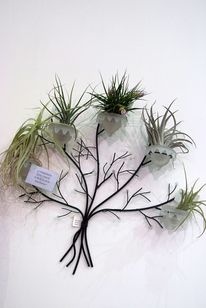 틸란디시아 - Tillandsia bergeri
