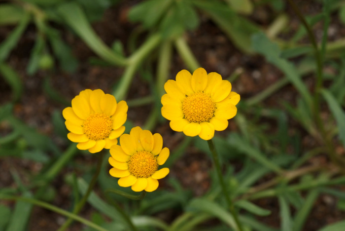 마가렛 - Chrysanthemum frutescens L.