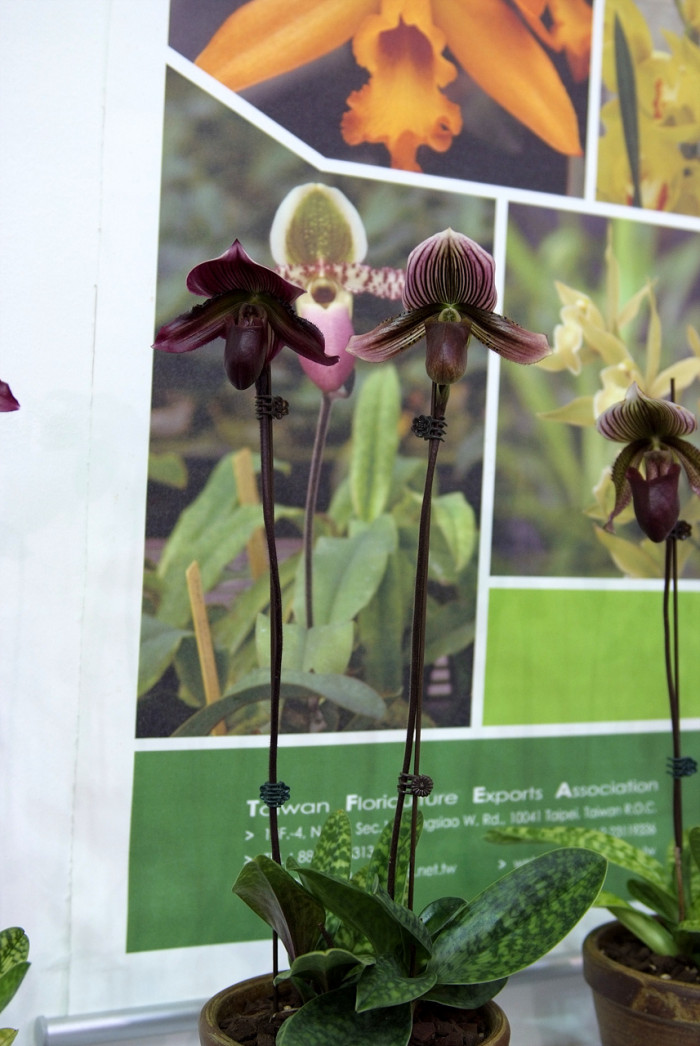 파피오페딜럼 - Papihopedilum pinochio, Paphiopedilum hybrids