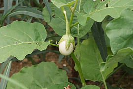 달걀가지 - Solanum ovigerum