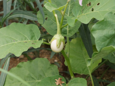달걀가지 사진 - Solanum ovigerum Photos
