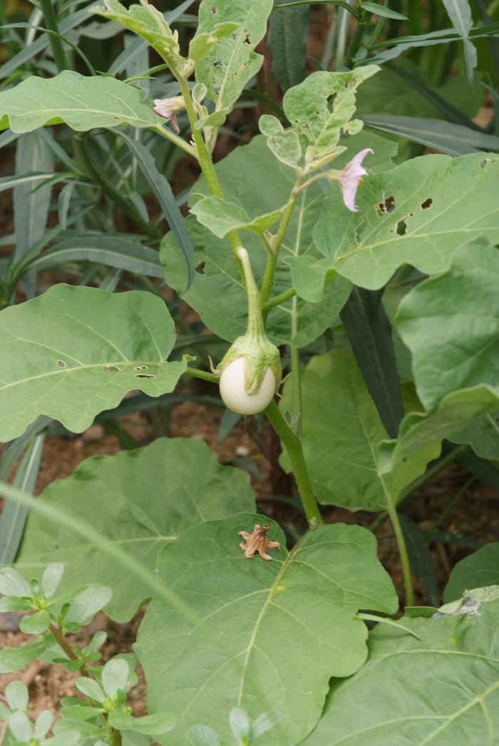 달걀가지 - Eggplant, Aubergine, Brinjal, Solanum ovigerum