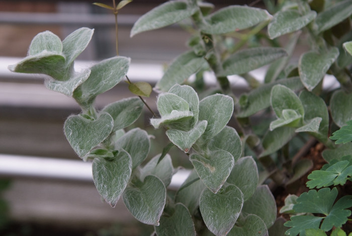 털달개비 - White Velvet, White Gossamer, Tradescantia sillamontana
