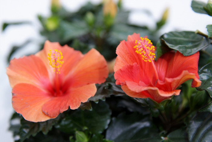 하와이무궁화 - hawaiian hibiscus, Hibiscus rosa-sinesis L.