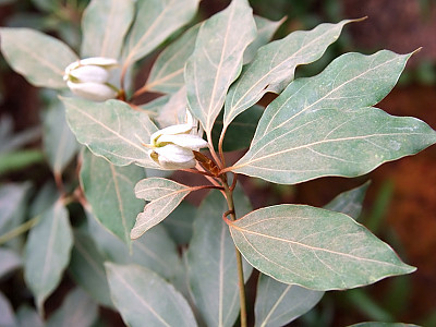 참식나무 사진 - Neolitsea sericea (Blume) Koidz. Photos
