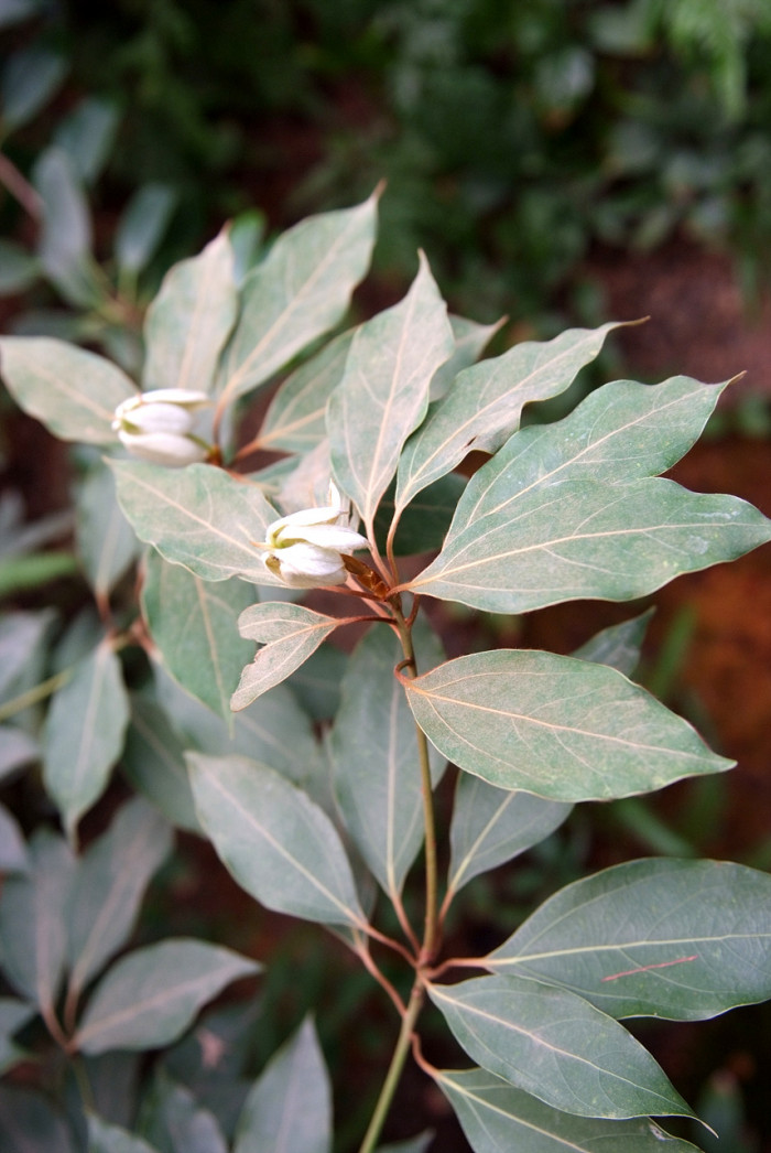 참식나무 - Neolitsea sericea (Blume) Koidz.