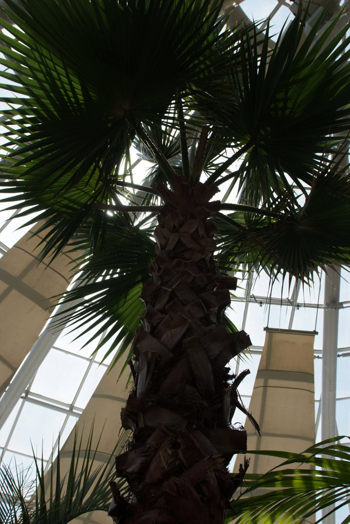 워싱턴야자 - Washington palm, California Fan Palm, Washingtonia filifera
