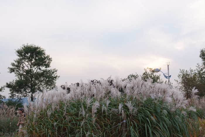 억새 - peder, Miscanthus sinensis var. purpurascens (Andersson) Rendle