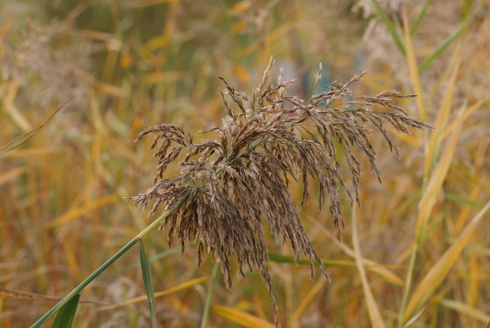 억새 - peder, Miscanthus sinensis var. purpurascens (Andersson) Rendle