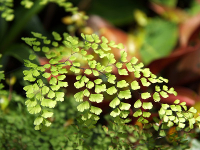 아디안텀 사진 - Adiantum raddianum C.Presl Photos