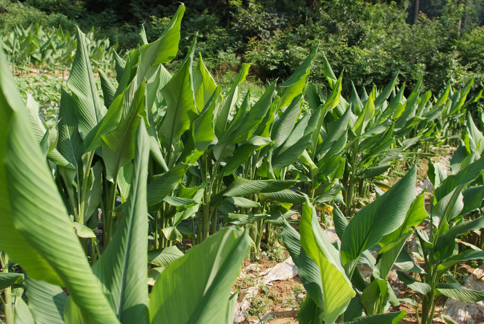 울금 - Curcuma aromatica Salisb