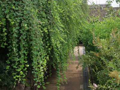 싸리 사진 - Lespedeza bicolor Photos