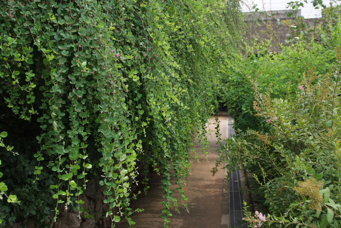 싸리 - Lespedeza bicolor