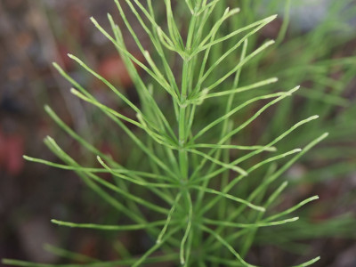 쇠무릎 사진 - Achyranthes japonica (Miq.) Nakai Photos