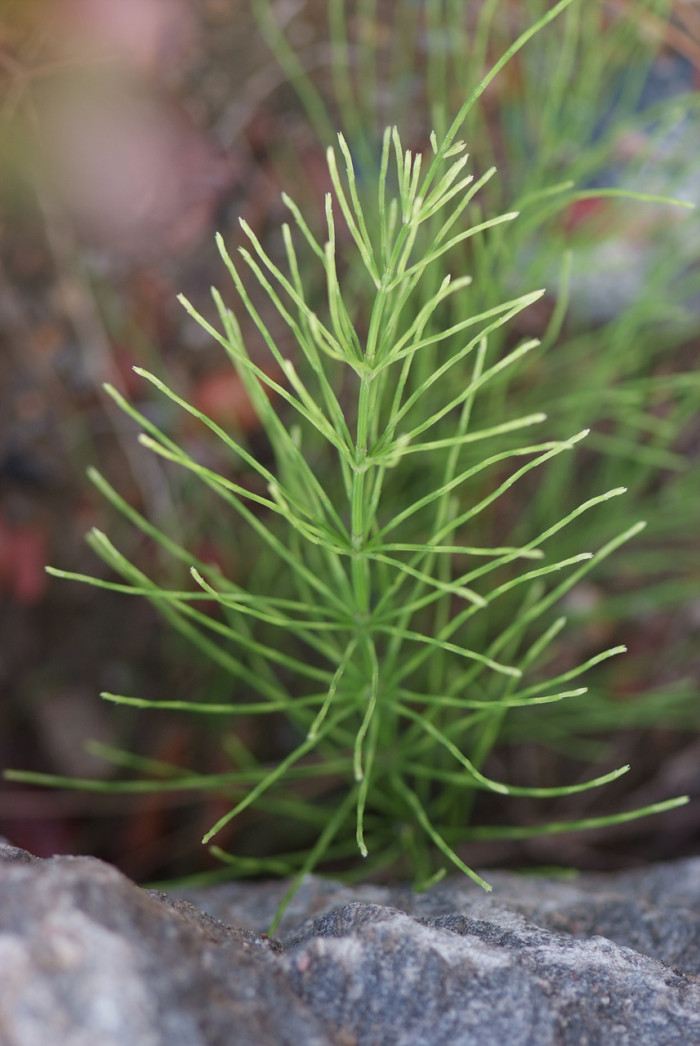 쇠무릎 - Achyranthes japonica (Miq.) Nakai