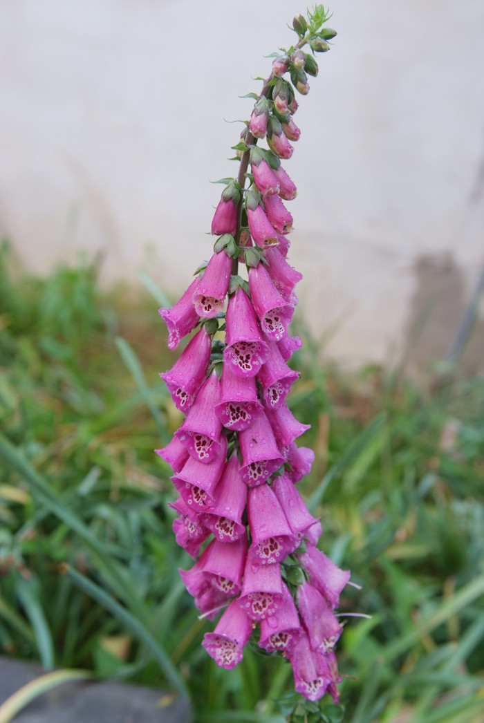 디기탈리스 - Digitalis, Digitalis purpurea L.