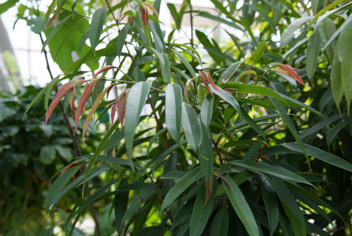 알리고무나무 - Alii Fig, Banana-Leaf Fig, Ficus macleilandii Alii