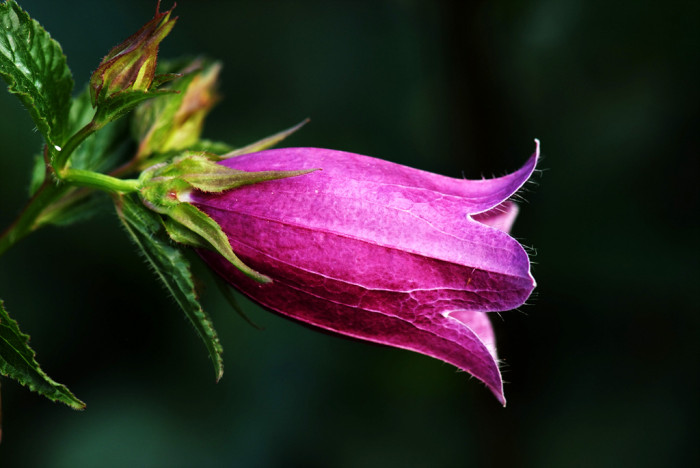 섬초롱꽃 - Campanula takesimana