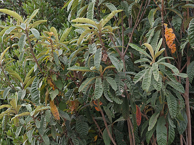 비파나무 사진 - Eriobotrya japonica (Thunb.) Lindl. Photos