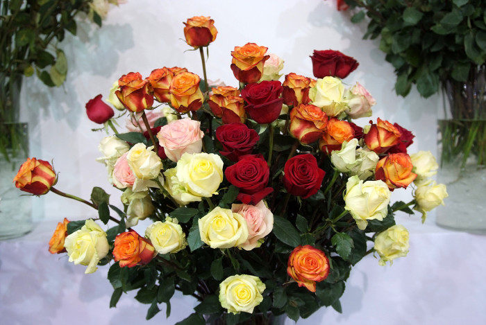 장미 - Rose, Rosa hybrida