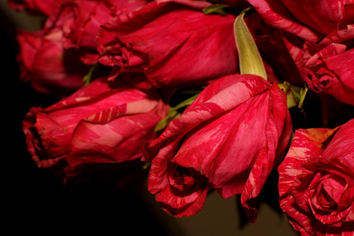 장미 - Rose, Rosa hybrida