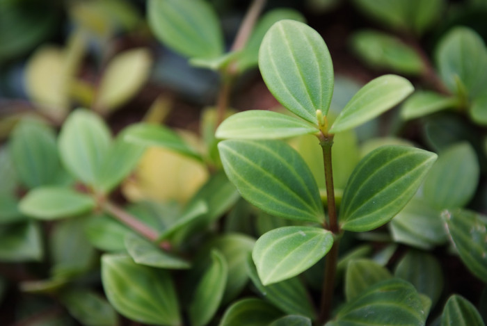 페페로미아 - Vining pepper, vining peperomia, Peperomia dahlstedtii.